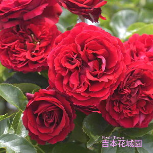 y\iz I oc v^Wlbg TIGeBX vObVI lG炫 bh   o 6 2025N12{ȍ~