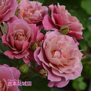 y\iz I oc ̏ ̂ TIGeBX vObVI lG炫 uE   o 6 2025N12{ȍ~