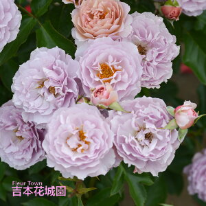 y\iz I oc V[Ebh TIGeBX vObVI lG炫 x[W   o 6 2025N12{ȍ~