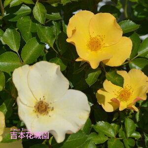 y\iz I oc pԓ` R ܂Ԃ TIGeBX vObVI lG炫 CG[   o 6 2025N12{ȍ~