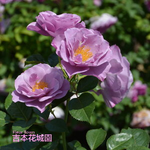 y\iz I oc ̏ TIGeBX vObVI lG炫 p[v   o 6 2025N12{ȍ~