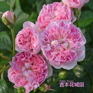 y\iz I oc Vyg TIGeBX JԂ炫 sN   o 6 2025N12{ȍ~