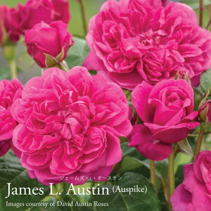 y\iz oc CObV[Yc WF[YELEI[X` o fB[vsN ERp6bgp c y2025N12{ȍ~̂͂z