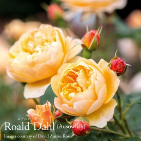 【予約品】 バラ苗イングリッシュローズ大苗 ロアルド・ダール バラ アプリコット ER専用6リットル角鉢 大苗 【2025年12月中旬以降のお届け】