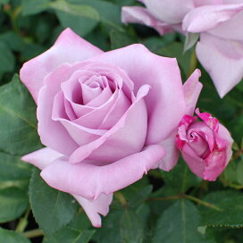 楽天市場 人気のバラの大苗 イングリッシュローズなど バラ苗を花色で探す 青 パープル系 Fleur Town 吉本花城園