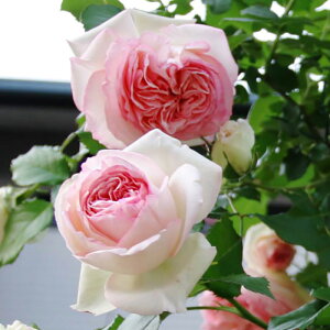 すべての美しい花の画像 新鮮なつるバラ ピンク
