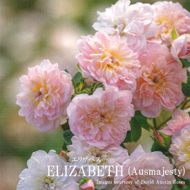 【予約品】 バラ苗イングリッシュローズ大苗 エリザベス バラ ライトピンク 2022年発表品種 ER専用6リットル角鉢 大苗 【2025年12月中旬以降のお届け】