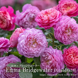 【予約品】 バラ苗イングリッシュローズ大苗 エマ・ブリッジウォーター バラ ミッドピンク 2024年発表品種 ER専用6リットル角鉢 大苗 【2025年12月中旬以降のお届け】