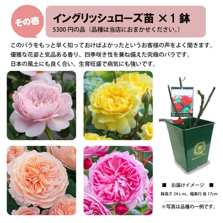 楽天市場】【数量限定】 バラの福袋 イングリッシュローズ バラ苗  