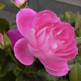 楽天市場 ピンク アイス バーグ バラの通販