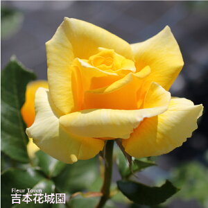 y\z oc S[fGu nCubheB[ [Y Fn 2N c o KN ΂ 3{ȏő