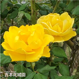 【予約】 バラ苗 ヘンリーフォンダ ハイブリッドティー ローズ 黄色系 2年生 大苗 バラ 薔薇 ばら 3本以上で送料無料