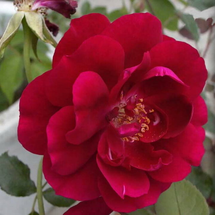 楽天市場 バラ苗 ルイ１４世 赤 オールド ローズ 2年生大苗 バラ ばら Fleur Town 吉本花城園