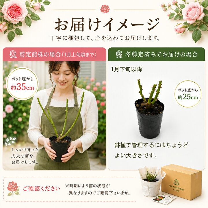 楽天市場】バラ苗 芳純 （ほうじゅん） ハイブリッドティー ローズ 