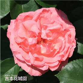 バラ苗 ピンクパンサー ハイブリッドティー ローズ ピンク系 2年生 大苗 バラ 薔薇 ばら 3本以上で送料無料