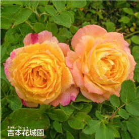 【早割予約中】 バラ苗 トロピカルシャーベット フロリバンダ ローズ 黄色系 2年生 大苗 バラ 薔薇 ばら 3本以上で送料無料 10月末より順次発送