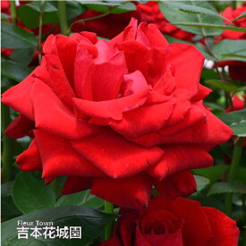 【早割予約中】 バラ苗 イングリッドバーグマン ハイブリッドティー ローズ 赤系 2年生 大苗 バラ 薔薇 ばら 3本以上で送料無料 10月末より順次発送