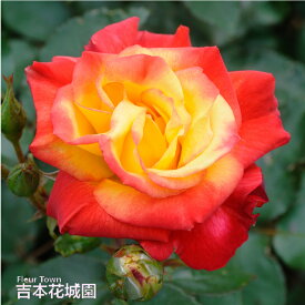 【予約】 バラ苗 チャールストン フロリバンダ ローズ 複色系 2年生 大苗 バラ 薔薇 ばら 3本以上で送料無料