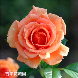 y\z oc AV nCubheB[ [Y n 2N c o KN ΂ 3{ȏő