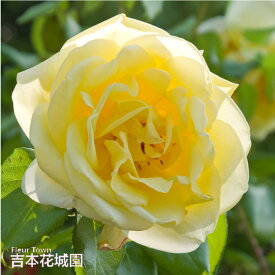 【予約】 バラ苗 カジノ つるバラ クライミング ローズ 黄色系 2年生 大苗 バラ 薔薇 ばら 3本以上で送料無料