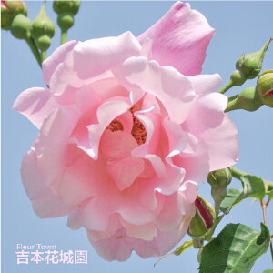 y\z oc XpjbVr[eB o NC~O [Y sNn 2N c o KN ΂ 3{ȏő