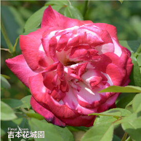 バラ苗 聖火 （せいか） ハイブリッドティー ローズ 赤系 2年生 大苗 バラ 薔薇 ばら 3本以上で送料無料