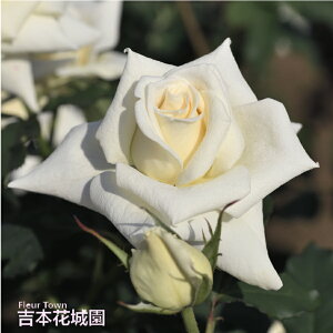 y\z oc uC_zCg to_ [Y n 2N c o KN ΂ 3{ȏő