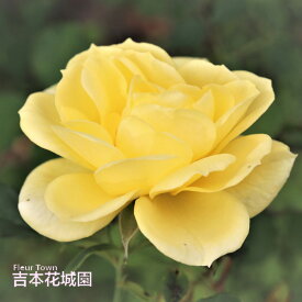 バラ苗 アトール'99 つるバラ クライミング ローズ 黄色系 2年生 大苗 バラ 薔薇 ばら 3本以上で送料無料