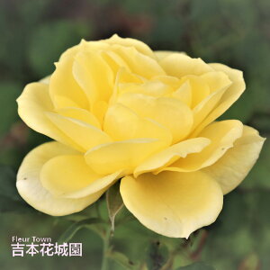 y\񒆁z oc Ag['99 o NC~O [Y Fn 2N c o KN ΂ 3{ȏő