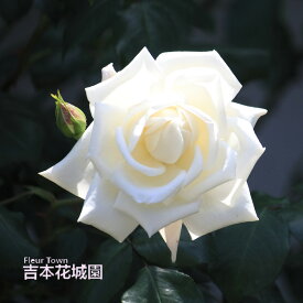 【早割予約中】 バラ苗 新雪 しんせつ つるバラ クライミング ローズ 白系 2年生 大苗 バラ 薔薇 ばら 3本以上で送料無料 10月末より順次発送