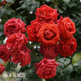 【予約】 バラ苗 テラコッタ つるバラ クライミング ローズ 茶色系 2年生 大苗 バラ 薔薇 ばら 3本以上で送料無料