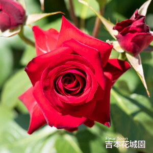 y\z oc jRpKj[j to_ [Y Ԍn 2N c o KN ΂ 3{ȏő