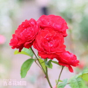 y\z oc |[YXJ[bgNC}[ o NC~O [Y Ԍn 2N c o KN ΂ 3{ȏő