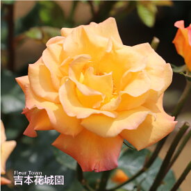 【早割予約中】 バラ苗 モナリザ フロリバンダ ローズ 橙系 2年生 大苗 バラ 薔薇 ばら 3本以上で送料無料 10月末より順次発送
