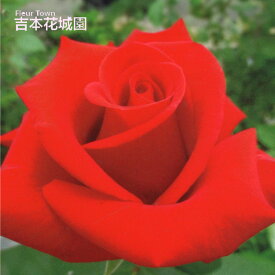 【早割予約中】 バラ苗 レッドクイーン ハイブリッドティー ローズ 赤系 2年生 大苗 バラ 薔薇 ばら 3本以上で送料無料 10月末より順次発送