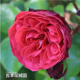 【早割予約中】 バラ苗 レッドレオナルドダヴィンチ フロリバンダ ローズ 赤系 2年生 大苗 バラ 薔薇 ばら 3本以上で送料無料 10月末より順次発送