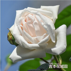 y\z oc zCgNX}X zCgNX}X̎}ς o NC~O [Y n 2N c o KN ΂ 3{ȏő