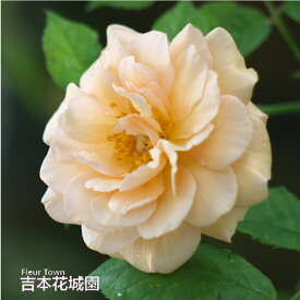 【予約】 バラ苗 バフビューティー つるバラ クライミング ローズ 黄色系 2年生 大苗 バラ 薔薇 ばら 3本以上で送料無料