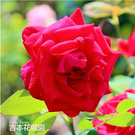 バラ苗 ミスターリンカーン ハイブリッドティー ローズ 赤系 2年生 大苗 バラ 薔薇 ばら 3本以上で送料無料