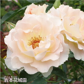 【早割予約中】 バラ苗 ロココ クライミング ローズ ピンク系 2年生大苗 バラ 薔薇 ばら 3本以上で送料無料 11月中旬以降順次発送