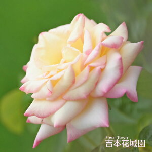 y\z oc s[X s[X̎}ς o NC~O [Y Fn 2N c o KN ΂ 3{ȏő