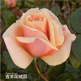 【予約】 バラ苗 ロイヤルサンセット つるバラ クライミング ローズ 橙系 2年生 大苗 バラ 薔薇 ばら 3本以上で送料無料