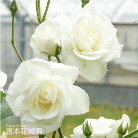 【予約】 バラ苗 アイスバーグ フロリバンダ ローズ 白系 2年生 大苗 バラ 薔薇 ばら 3本以上で送料無料