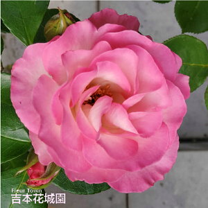 oc sNACXo[O to_ [Y sNn 2N c o KN ΂ 3{ȏő