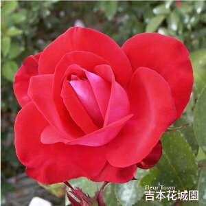 y\z oc  ij nCubheB[ [Y Ԍn 2N c o KN ΂ 3{ȏő