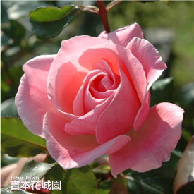 【予約】 バラ苗 クイーンエリザベス ハイブリッドティー ローズ ピンク系 2年生 大苗 バラ 薔薇 ばら 3本以上で送料無料