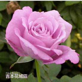 【早割予約中】 バラ苗 シャルルドゴール ハイブリッドティー ローズ 紫系 2年生 大苗 バラ 薔薇 ばら 3本以上で送料無料 10月末より順次発送