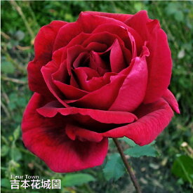 バラ苗 パパメイアン ハイブリッドティー ローズ 赤系 2年生 大苗 バラ 薔薇 ばら 3本以上で送料無料