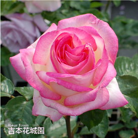 【早割予約中】 バラ苗 プリンセスドゥモナコ （プリンセスドモナコ） ハイブリッドティー ローズ ピンク系 2年生 大苗 バラ 薔薇 ばら 3本以上で送料無料