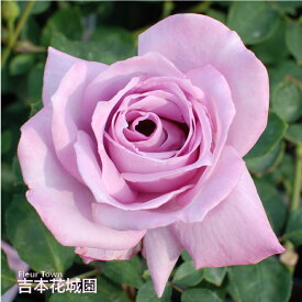 【予約】 バラ苗 ブルームーン ハイブリッドティー ローズ 紫系 2年生 大苗 バラ 薔薇 ばら 3本以上で送料無料